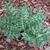 Deeply-cut, arching, glossy green, spiny, thistle-like leaves