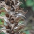 Dry brown oval seed pods on a vertical spike