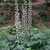 Clump-forming habit with foliage and bold flower spikes