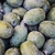 Green egg-shaped fruits