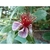 Fleshy purple/white sepals and red stamens with yellow pollen