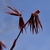 Emerging leaves in April are a deep vibrant red deeply lobed