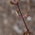 Crimson stem with opposite green-crimson leaf Buds in March