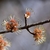 Male flower evidences by long yellow anthers