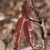 Young lanceolate red glossy leaves at the stem tip