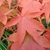 Red-orange opposite leaves & red petioles in fall