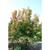 Acer tataricum subsp. ginnala 'Red Wing' form