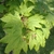 Leaves and small flowers of the vine maple