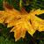 Fall Color