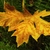 A yellow & shades of brown leaf in fall
