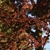 Backlit leaves, branches & stems in Fall