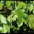 Leaves and a cluster of green samaras on long green stalks