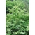 Open habit of a mature tree.