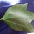 Trident shaped green leaves