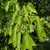 Inflorescence