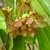 Winged sumara fruits