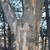 Large flakey grey bark on a portion of a tree trunk
