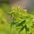 Green male flowers