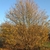 Rounded habit with bare branches and yellow leaves in fall