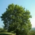 Form summer