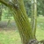 Longitudinal olivegreen bark with white stripes & brown furrows.