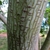Smooth light-olive bark with small tears & longitudinal ridges.