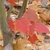 Red obovate opposite leaves in fall,