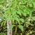 Obovate trident opposite leaves & pendulous green/white flowers.