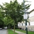 Open habit of a medium-size tree on an urban roadside