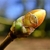 Orange/yellow egg-shaped leaf bud with green at the stem tip.