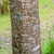 Longitudinally mottled white & light brown smooth bark