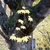 Palmately lobed yellow leaves in fall & moss covered bark.