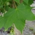 Closeup of a palmately lobed green leaf.