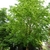 Mature tree in a park with a rounded open habit.