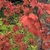 Reddish orange leaves on stem in fall