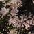 Burgundy/brown cordate opposite leaves with 7 lobes.