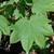 Closeup of emerald, green cordate opposite leaves with 7 lobes.