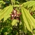 Bunch of flowers with red sepals and white petals & stamens.