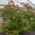 Open upright habit of a young tree