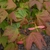 Red/Burgundy young leaves. Cordate opposite with 7-9 lobes