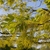 Bunches of green/yellow pendulous flowers at the stem tips