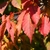Ovate serrated opposite red leaves with pointed tips in fall