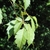 Elliptical deeply serrated opposite leaves with pointed tips.
