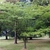 Mushroom-like wide spreading habit of young trees in a park.