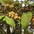Pendulous female flowers with winged red samaras & yellow petals