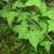 Ovate-triangular alternate leaves with 3 lobes on a green stem