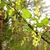 Green stem with leaves & drooping spikes of light-yellow corymb
