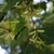 Pendulous spikes of green winged samaras and leaves