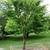 Multi-trunked spreading habit