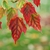 Several leaves in fall ranging from bright red to green-yellow.
